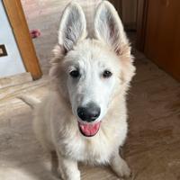 Pastore Svizzero Bianco ( Pastore Tedesco Bianco)