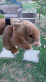 Conigli testa di leone