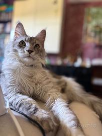 Gattone, razza Maine coon nato 20/03/1025