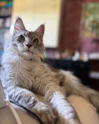 Gattone, razza Maine coon nato 20/03/2025