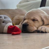 Cuccioli di labrador retriever con pedigree