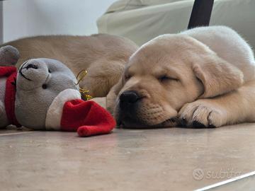Cuccioli di labrador retriever con pedigree