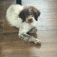 Lagotto da tartufo