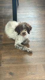 Lagotto da tartufo
