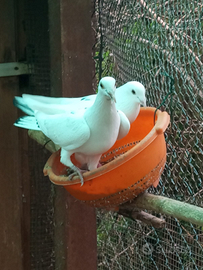 Piccioni viaggiatori