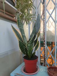 pianta sanseveria 