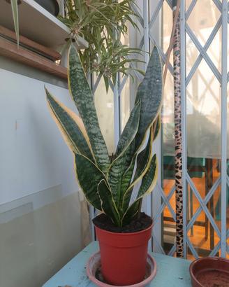 pianta sanseveria 