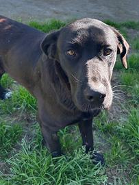 Cucciola mix Labrador