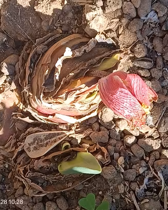 Haemanthus coccineus (2 bulbi)
