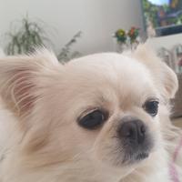 Accoppiamento chihuahua