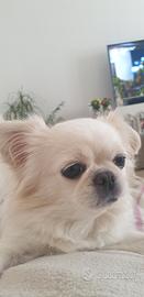 Accoppiamento chihuahua