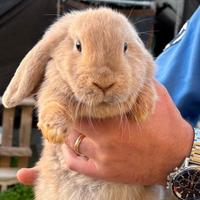 Coniglio nano ariete