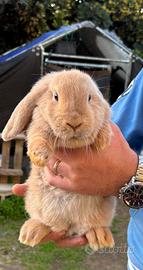 Coniglio nano ariete