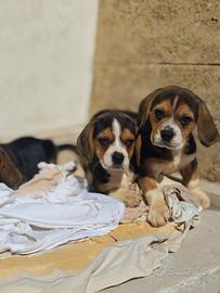 Beagle elisabeth di pura razza