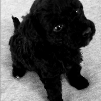 Barboncino Toy femmina nero Total black pedigree