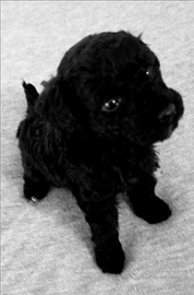 Barboncino Toy femmina nero Total black pedigree