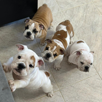 Cuccioli bulldog inglese