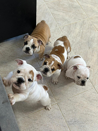 Cuccioli bulldog inglese