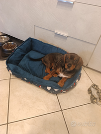 Bassotto di appena 5 mesi