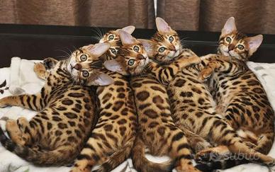 Gattini Bengala con pedigree ANFI