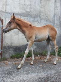 Puledra saura