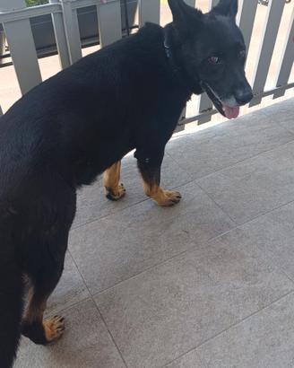 Disponibile per accoppiamento