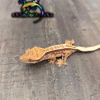 Disponibile Geco ciliatus/ Crestato