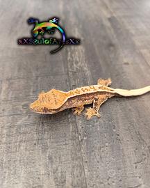 Disponibile Geco ciliatus/ Crestato