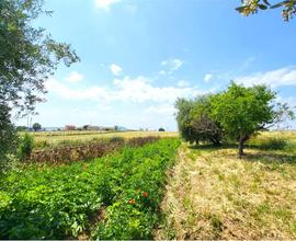 TERRENO AGRICOLO in OT TIMA POSIZIONE PIANEGGIANTE