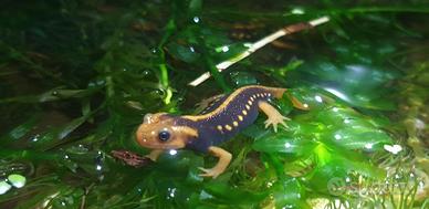 Il tritone dell'imperatore - Tylototriton shanjing