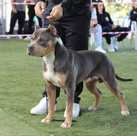American Pitbull terrier