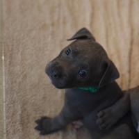 Ultime femmine Blue Pitbull