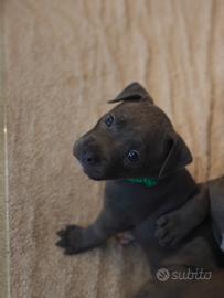 Ultime femmine Blue Pitbull