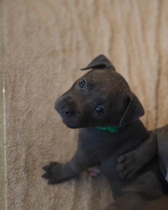 Ultime femmine Blue Pitbull