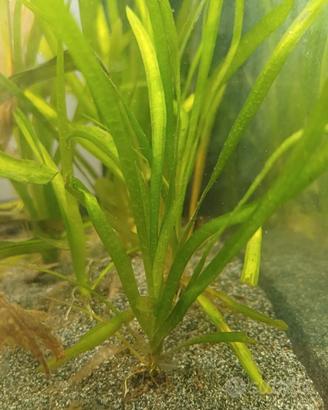 Piante per acquario 