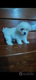 Maltipoo Cucciole Femmine