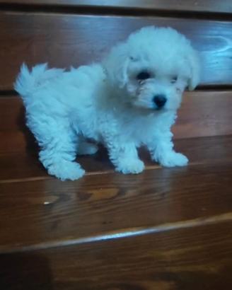 Maltipoo Cucciole Femmine