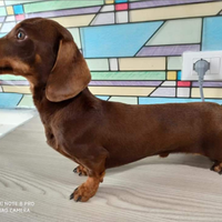 Bassotto kaninchen per monta