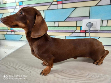 Bassotto kaninchen per monta