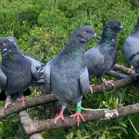 Piccioni per caccia al colombaccio