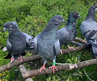 Piccioni per caccia al colombaccio