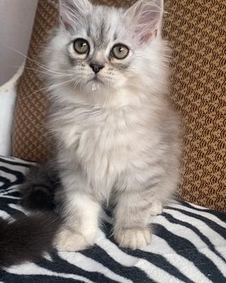 Cucciolo di gatti persiani normotipo
