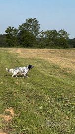 Setter inglese