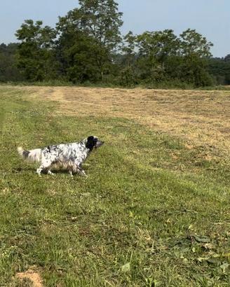 Setter inglese