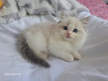 Cucciolo di Ragdoll WhiteAngels Thor