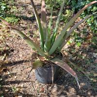 Aloe in vaso da 18