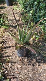 Aloe in vaso da 18