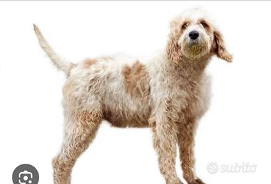 Cane da caccia