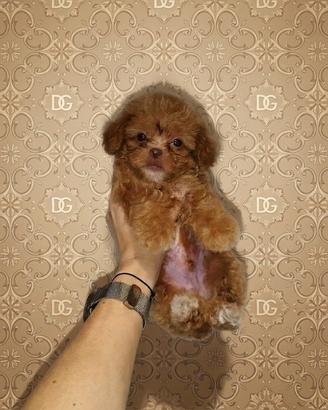 Maltipoo coreano mini Toy maschietto Red Brown 