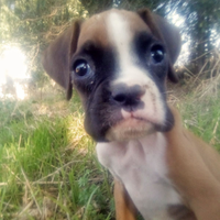 Cucciola di boxer